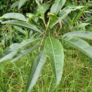 Psiadia laurifolia.bois de tabac.bois de chenilles .asteraceae.endémique Réunion. (2).jpeg